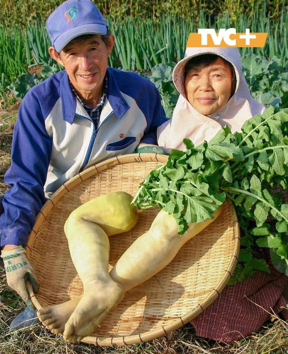 «Ноги из дайкона»