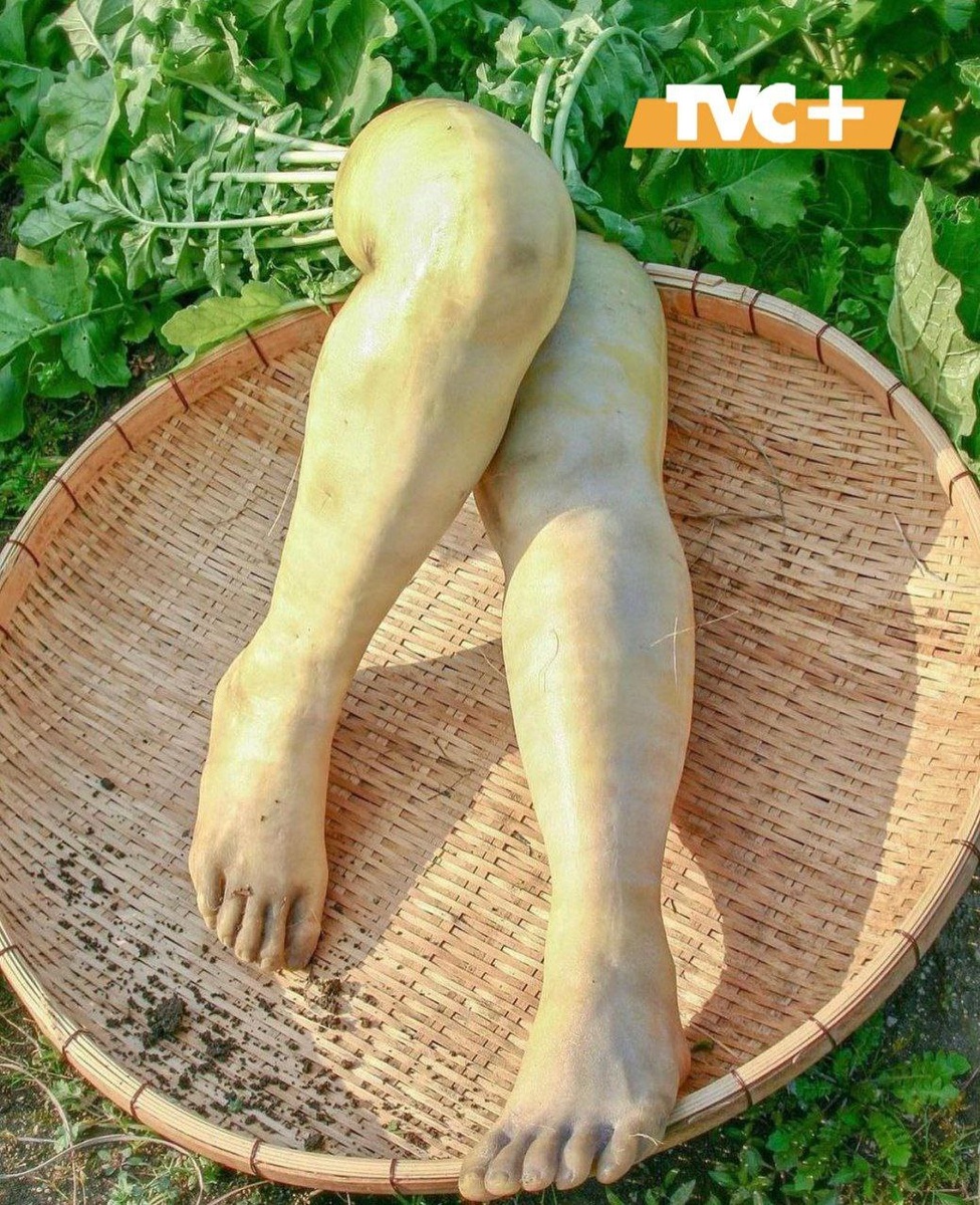 «Ноги из дайкона»