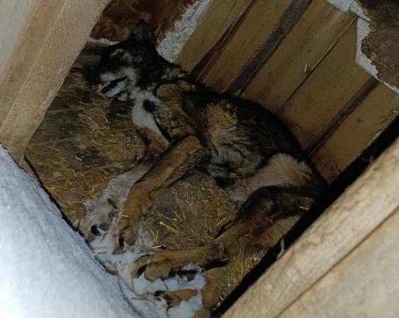 Иллюстрация предоставлена зоозащитницей Екатериной