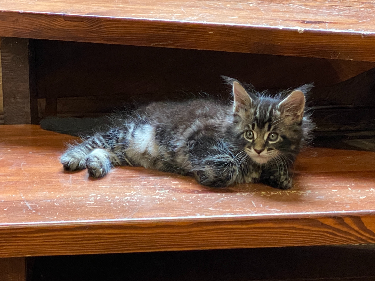 Маленький Васёк.