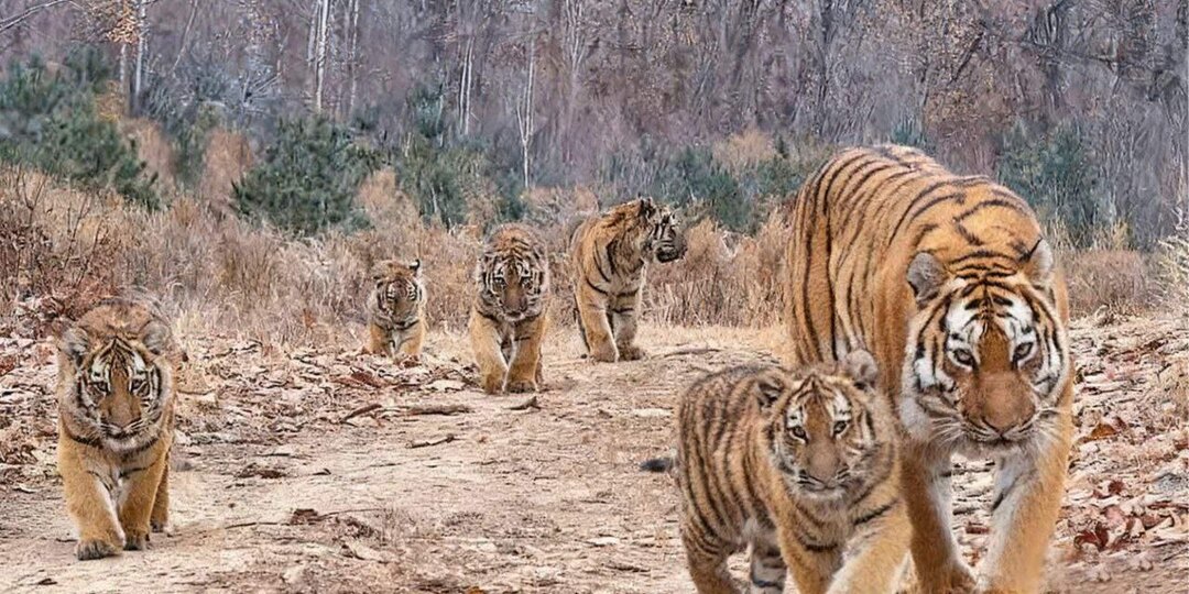 Рекордное количество амурских тигрят появилось на свет в Китае