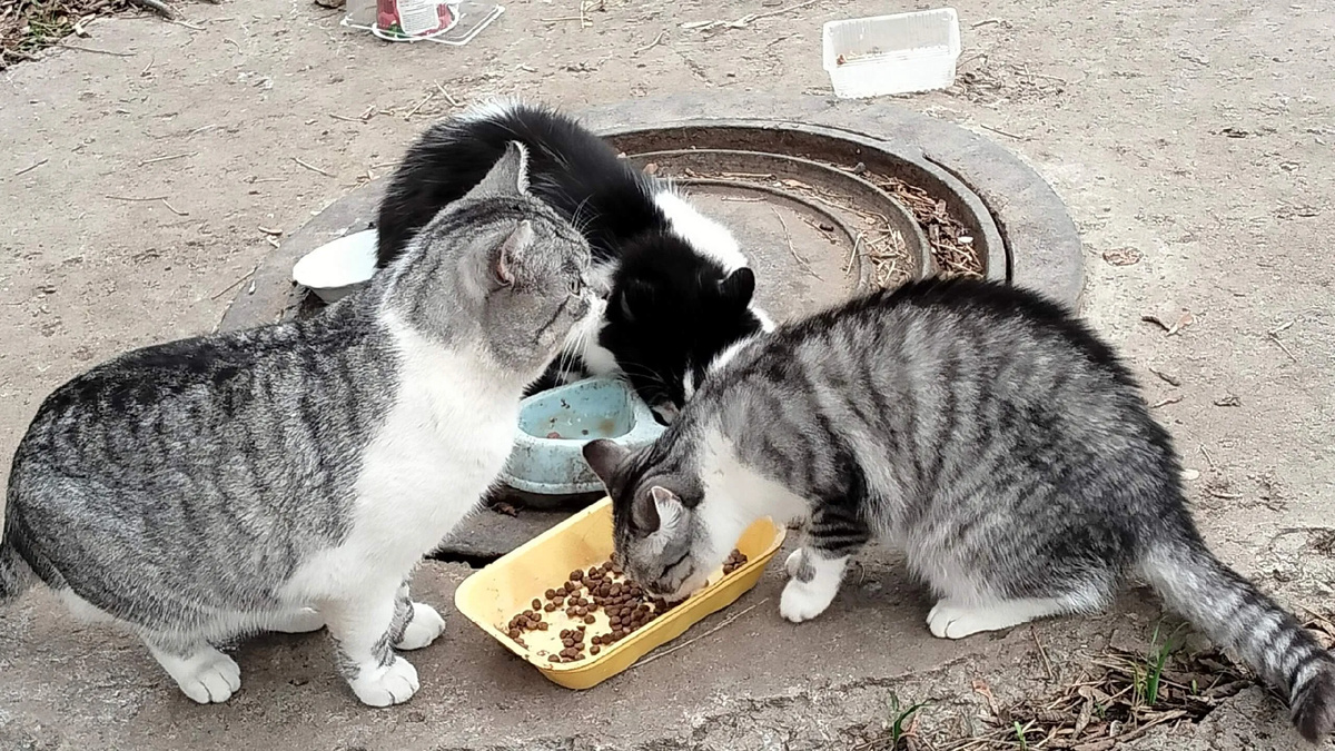 Авторское фото