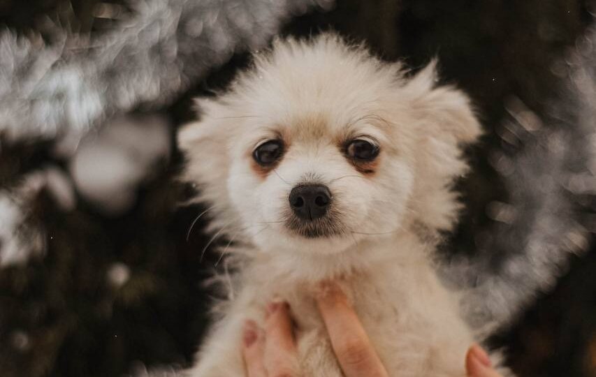 Ищет дом Сара, девочка, 6-7 лет, стерилизована
