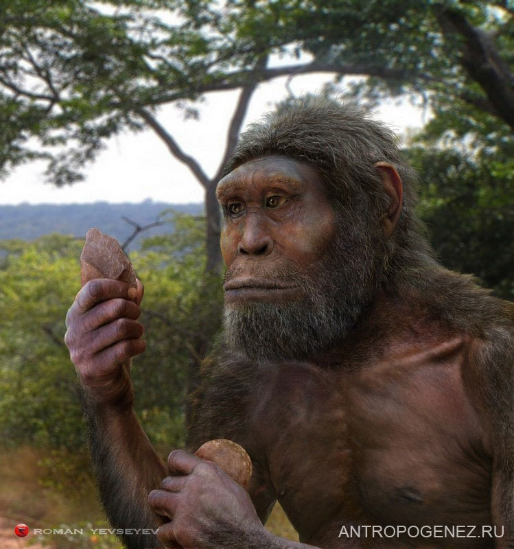 Homo habilis. Реконструкция выполнена Романом Евсеевым специально для портала АНТРОПОГЕНЕЗ.РУ