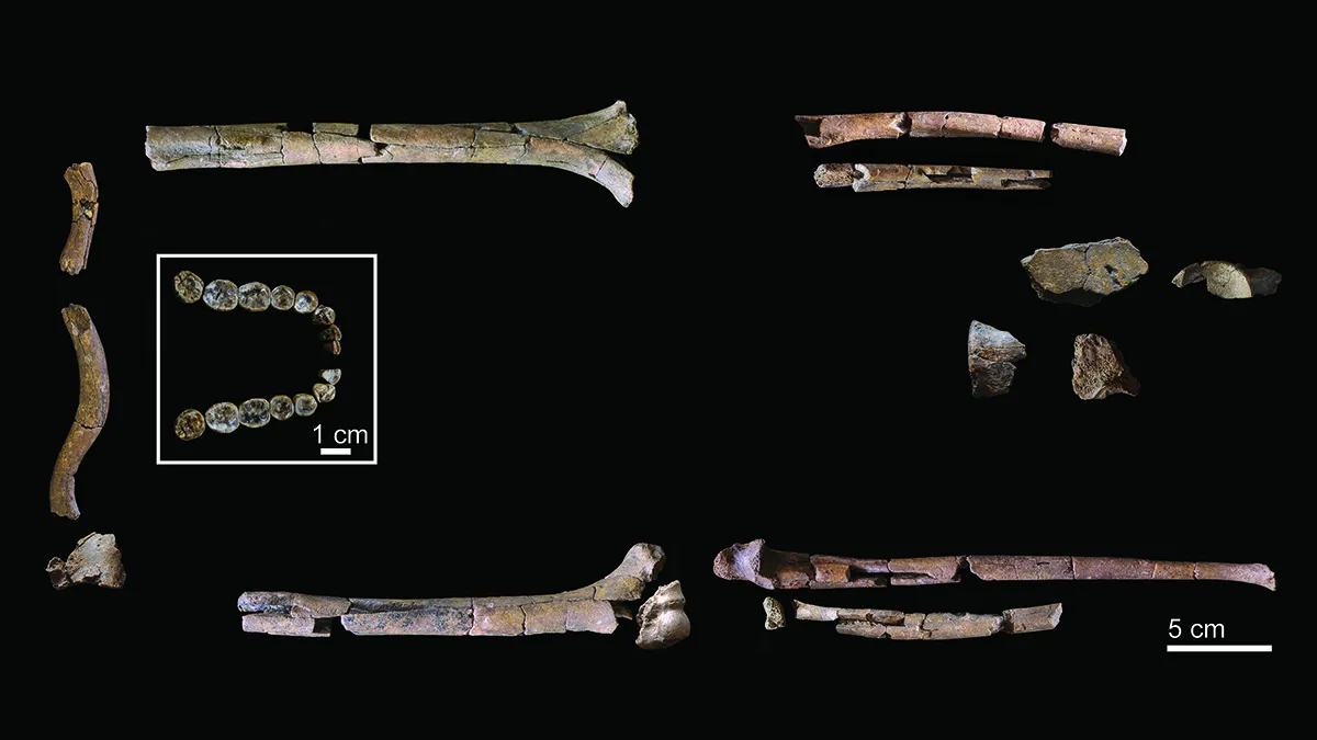 Кости и зубы недавно обнаруженного скелета Homo habilis KNM-ER 64061.