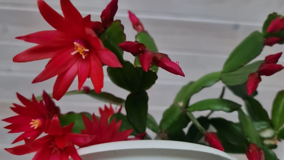 Рипсалидопсис Scorpius - начало цветения