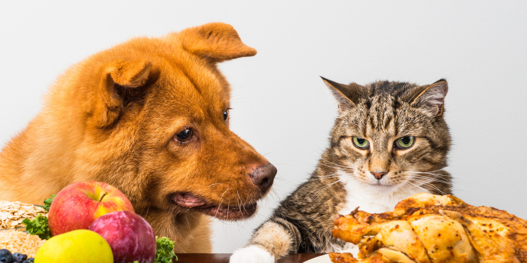 Вегетарианские корма для кошек и собак — спасение или зло?