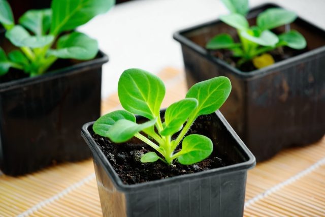 Какие цветы нужно посеять на рассаду в январе?  📷
