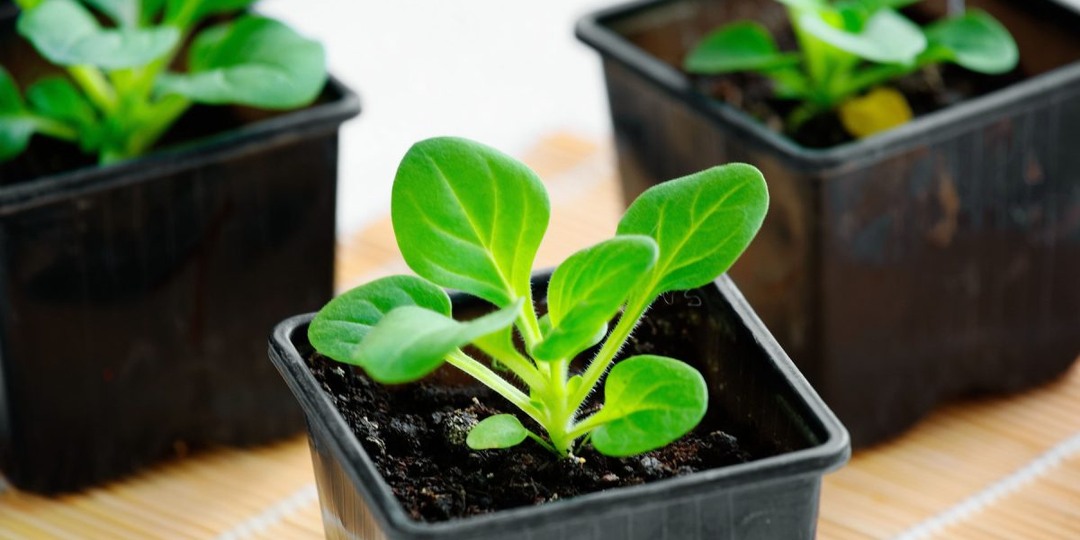 Какие цветы нужно посеять на рассаду в январе?