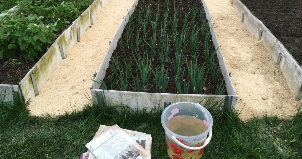 Дорожки из газет: Два фото с дорожками между грядок от моих подписчиков