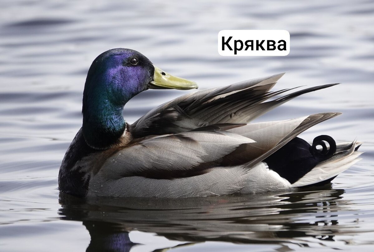 Кряква обыкновенная 