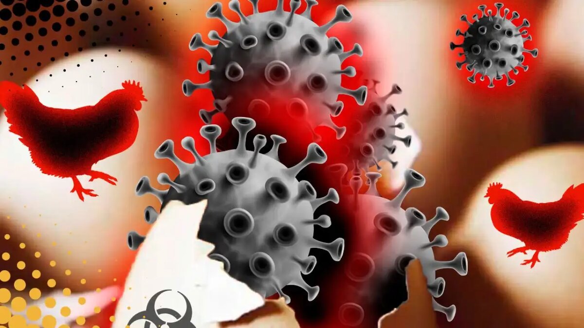    Птичий грипп © Михаил Салтыков/коллаж/Ridus.ru