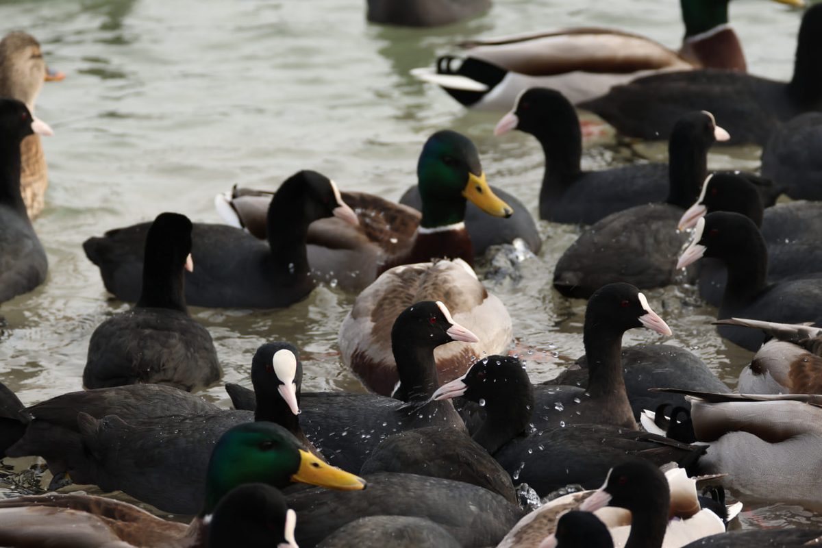 кряквы и лысухи