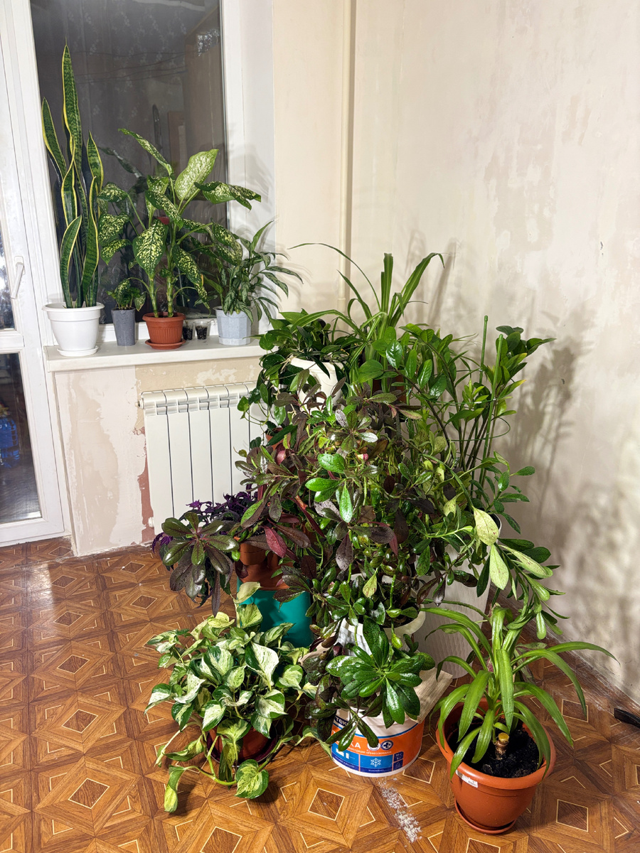 Растения на карантине