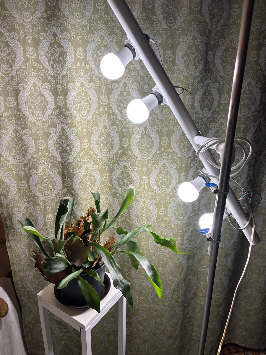 Лампа самоделка. На платицериум не смотрите, о нём отдельная история.