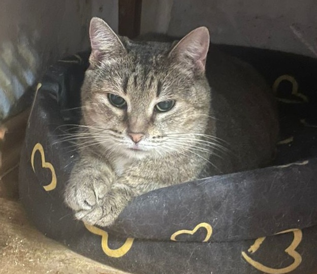 Так и не нашлось дома для Пухли. Если к весне не найдется семья, Пухле некуда будет идти...