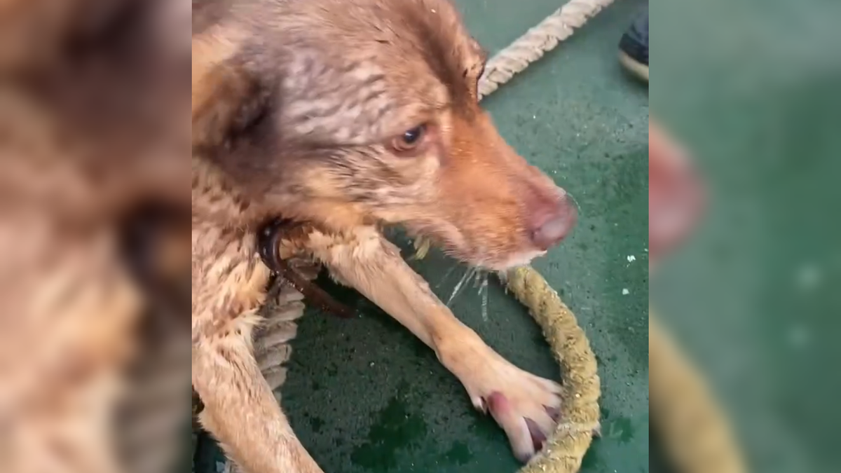 Автор: В. Панченко