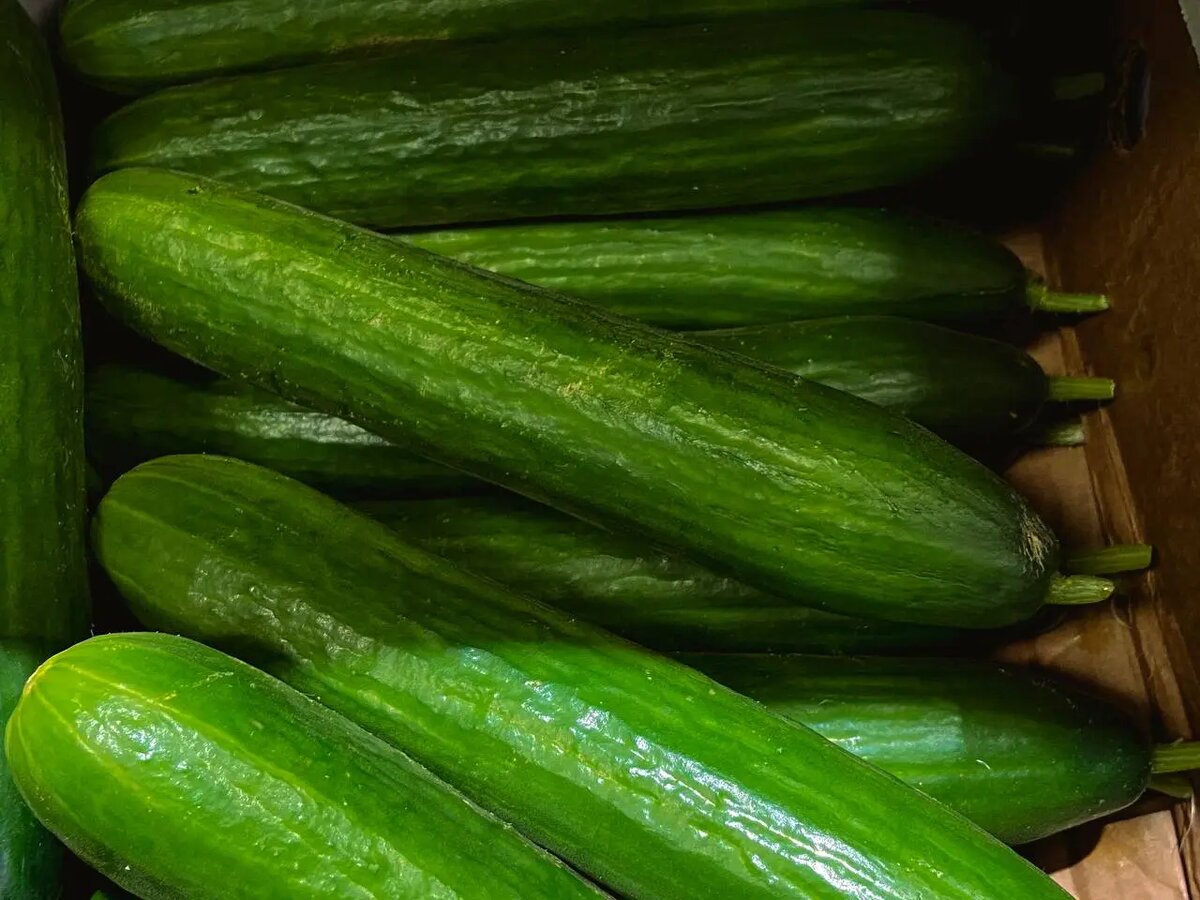    Огурцы. Фото: Мойка78
