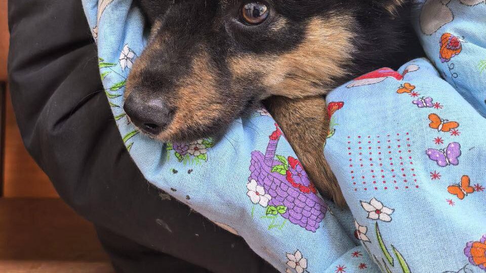 Что сегодня происходит в приюте "Кот и Пёс"?