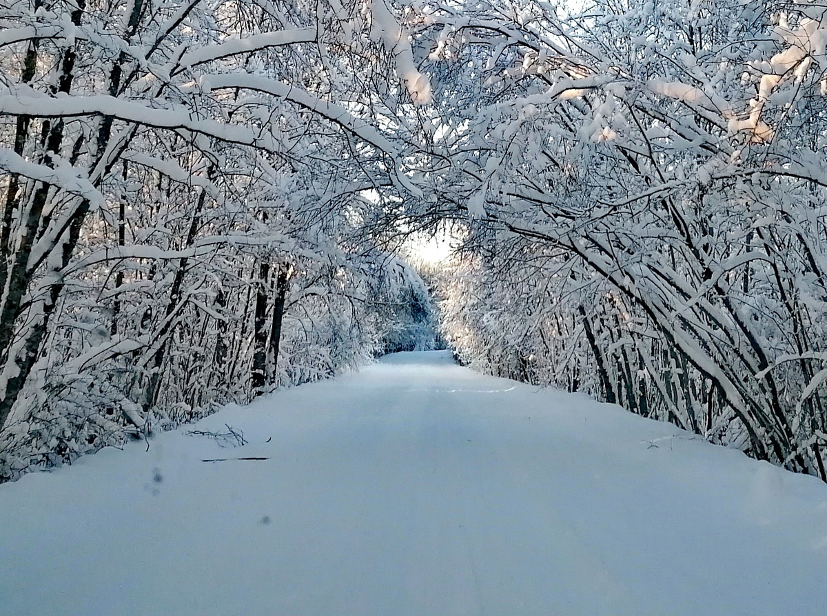 Дорога в деревню. 