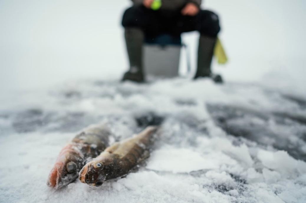 Глухозимье: почему рыба есть, но не клюёт — подробный разбор