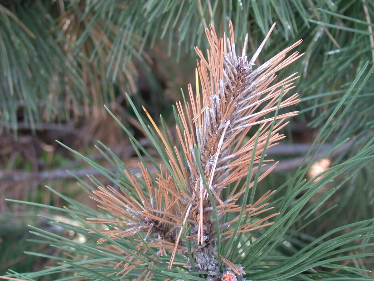 Как-о хвое поплохело после праздников...