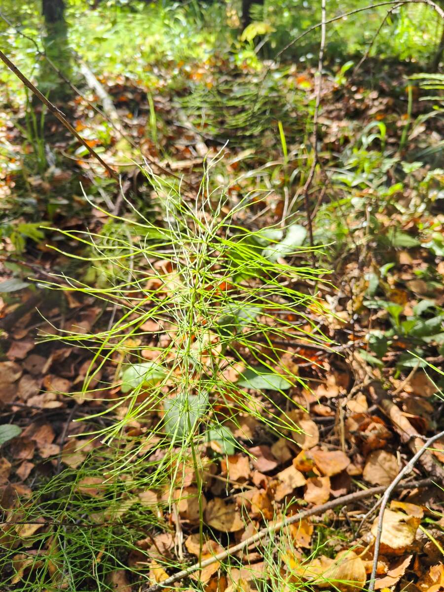 Хвощ лесной.