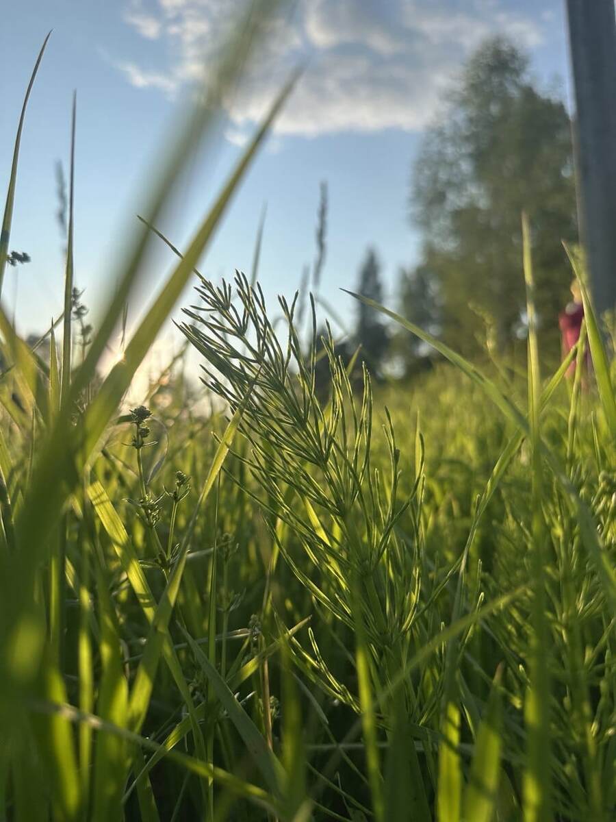 Хвощ полевой.