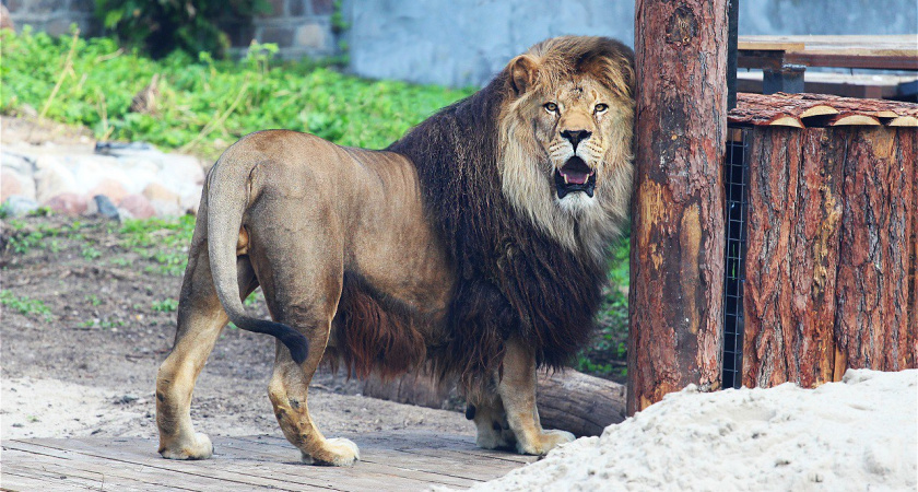    Зоопарк Калининграда