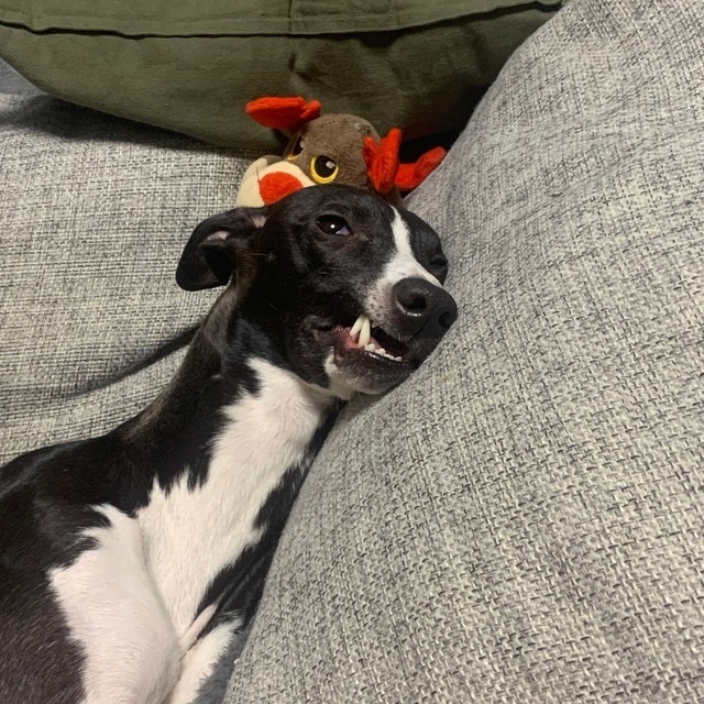 Невыспавшаяся собака похожа на сосуд, до краёв наполненный водой: какой бы навык мы ни попытались в неё «поместить», ему не хватит места.