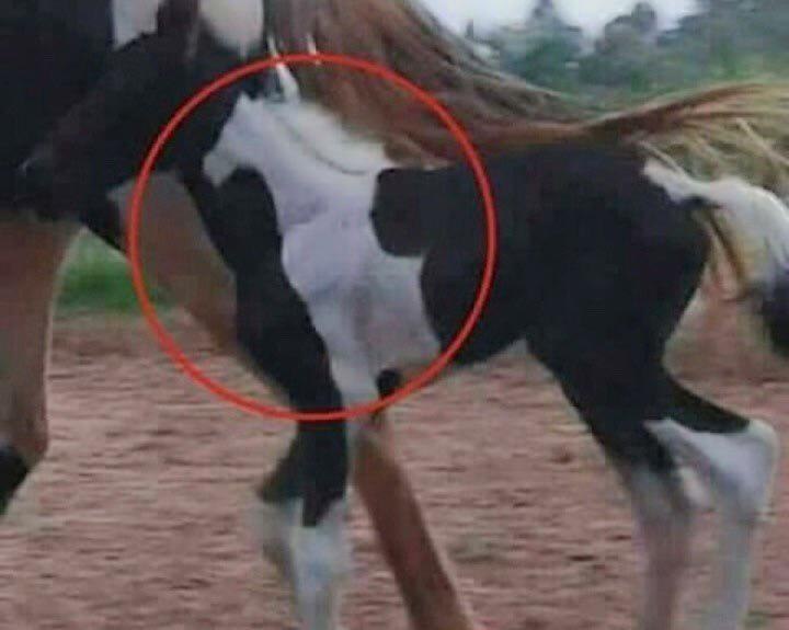 Источник: tonyper7ect / reddit.com/r/interestingasfuck/comments/1qdvstm/a_true_thoroughbred 