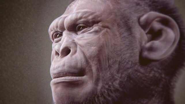 Судебно-медицинская реконструкция лица Homo habilis