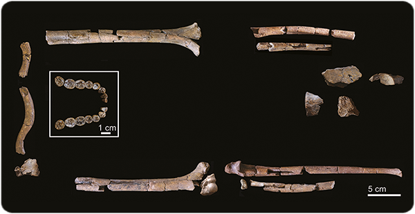 Остатки недавно описанного ископаемого вида H. habilis