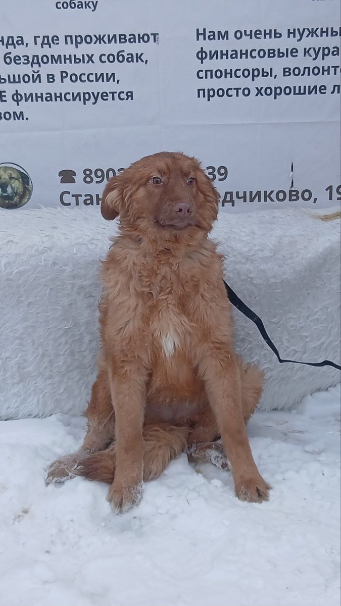 Девочка, щенок 8 месяцев. Очень нужен дом с заботливыми хозяевами. Возможна организация доставки в другие регионы страны