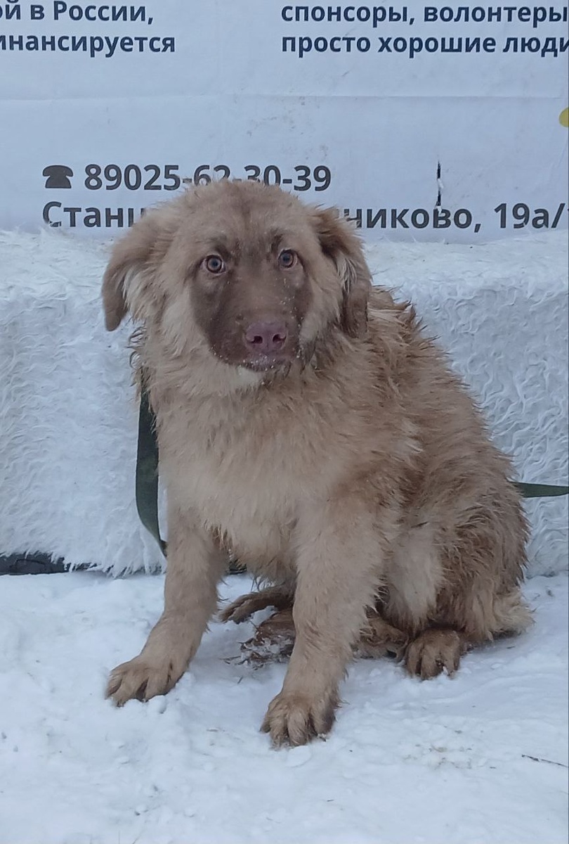 Мальчик, щенок 8 месяцев, как и его сестричка, очень ждет добрых, заботлвых хозяев. Возможна организация доставки в другие регионы страны.