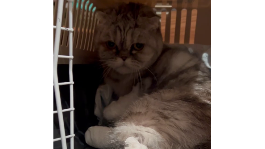 В Твери волонтеры Инициативки спасают примерзшую к сугробу породистую кошку