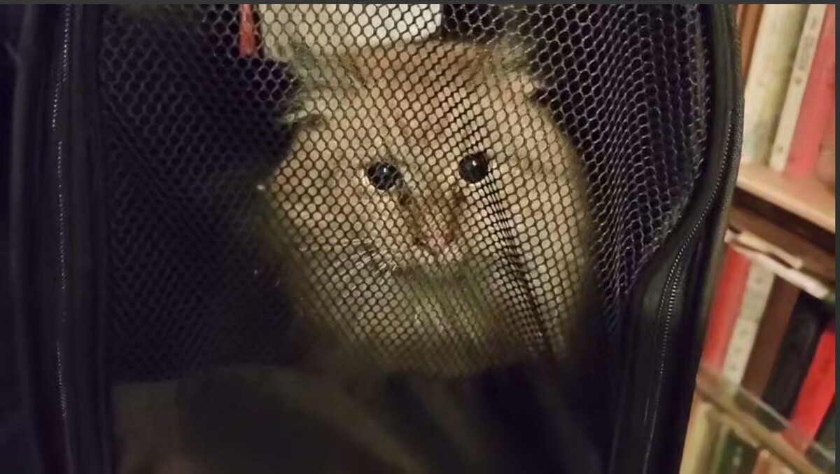 Пойманный котейко