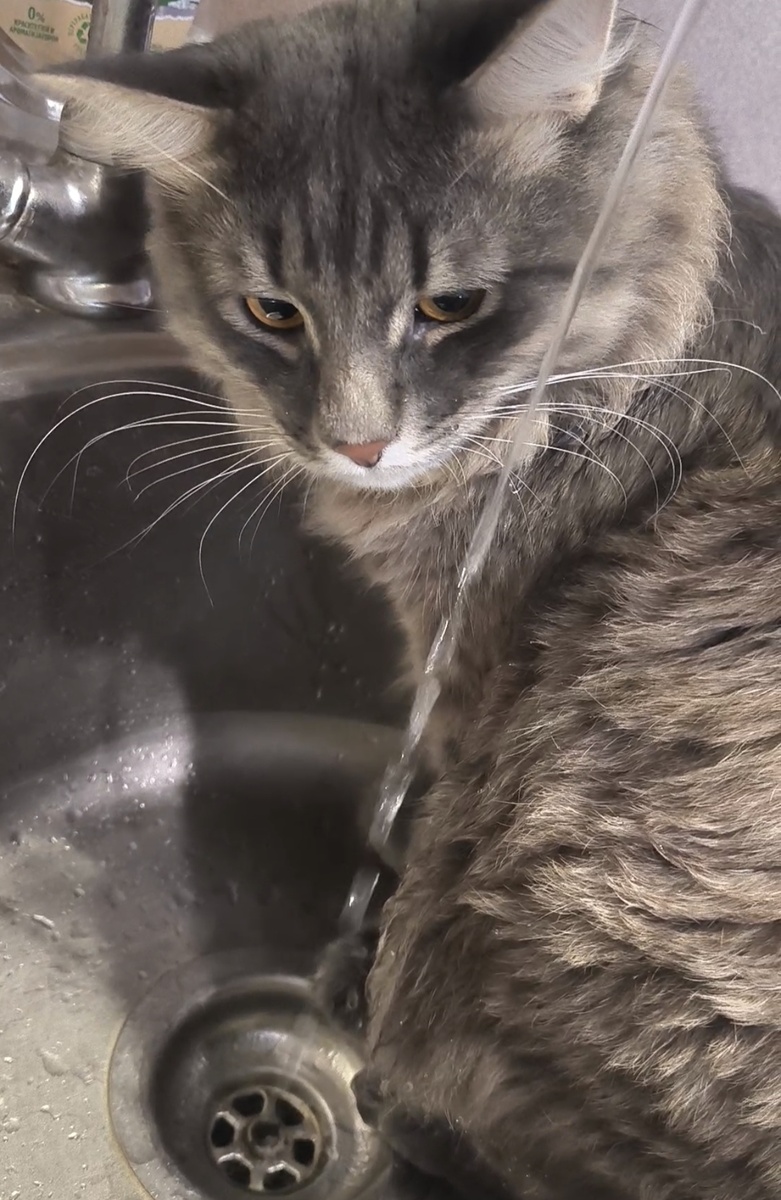 Любитель попить из под крана... Баська... Фотографии все в статье авторские. 