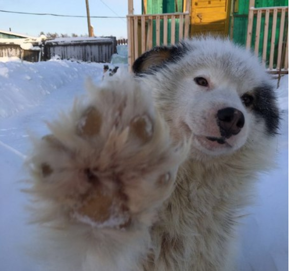 Добрый пёс спас жительницу якутского села от разъяренных собак