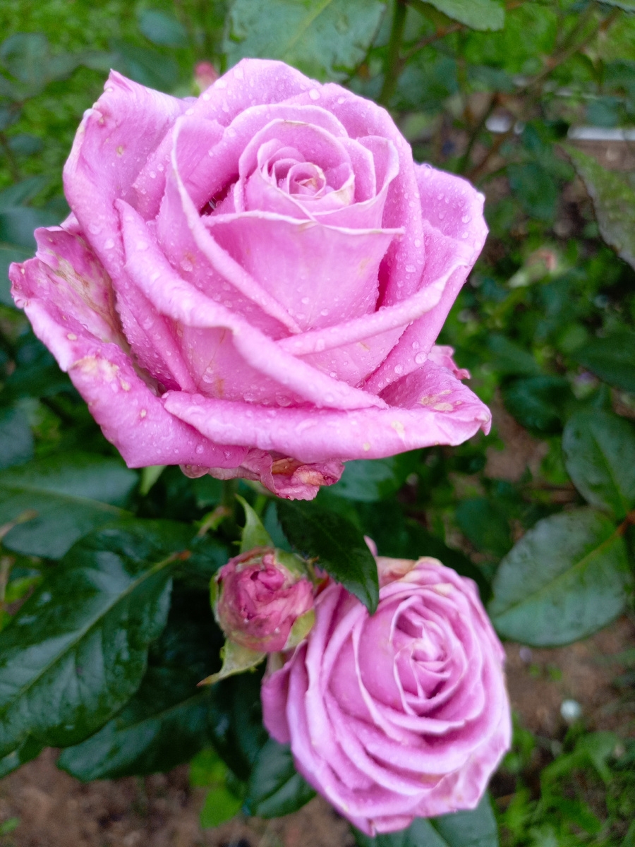 Sissi (также может называться Mainzer Fastnacht,Blue Moon, Blue Girl)