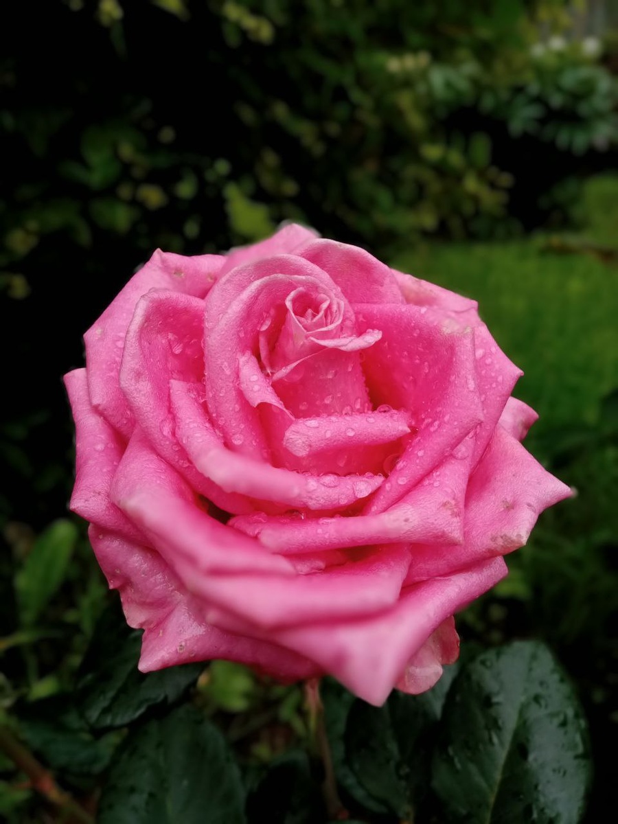 Sissi - полный роспуск. После дождя