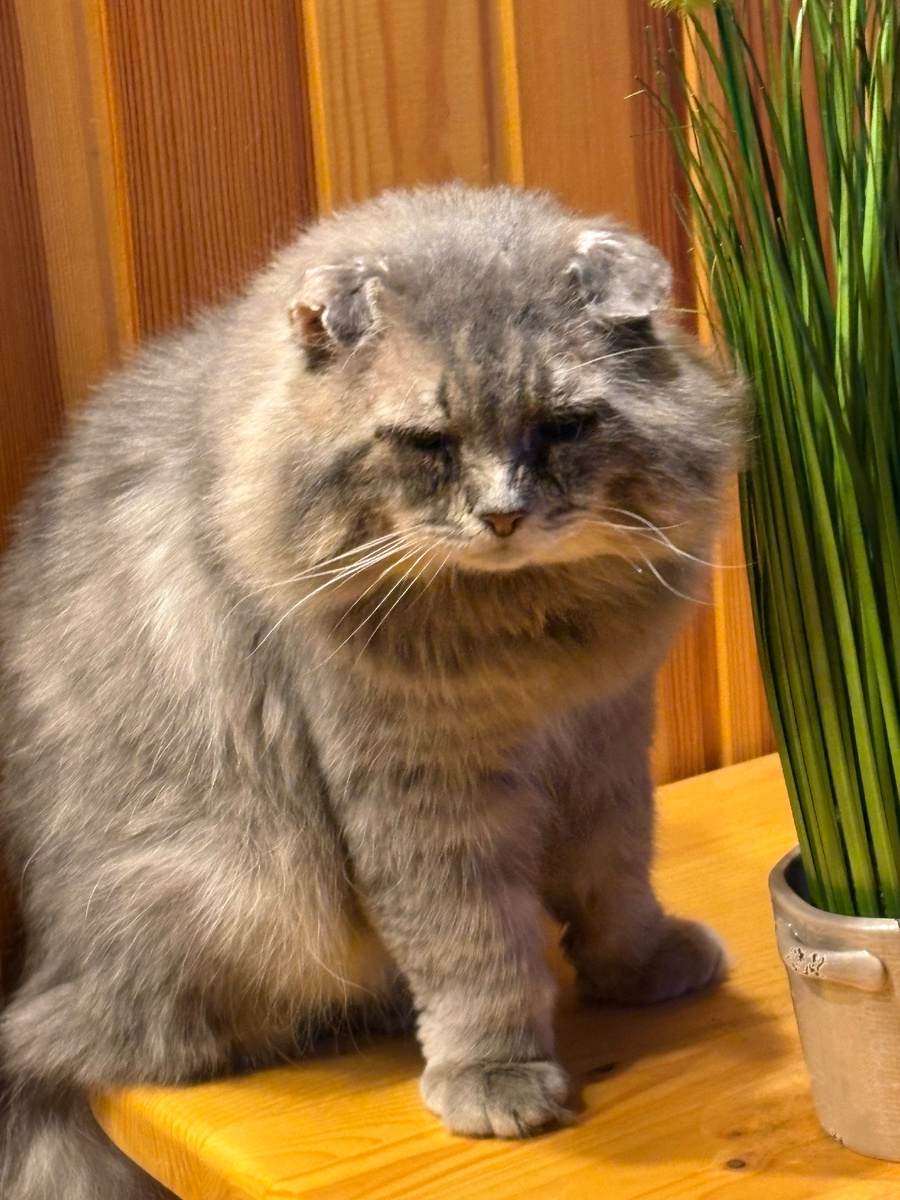 Филя сейчас в такой полу-легкой шубке ходит. Везде фото автора.