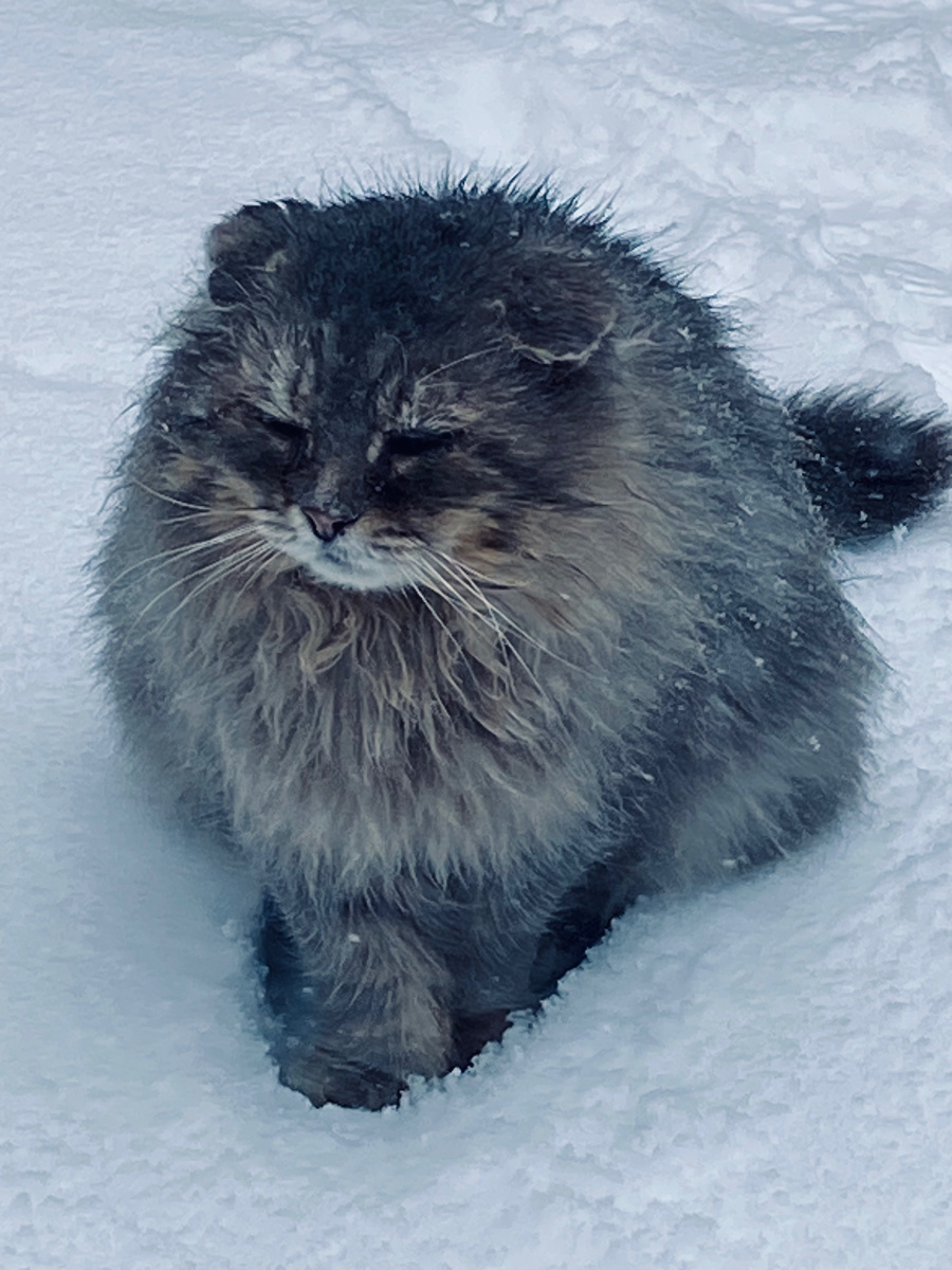 А вот такая шубища была у Фили, когда он гулял на улице.