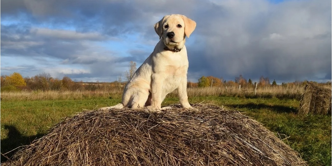 Собака должна жить на "свободе" в деревне: честный взгляд без розовых очков
