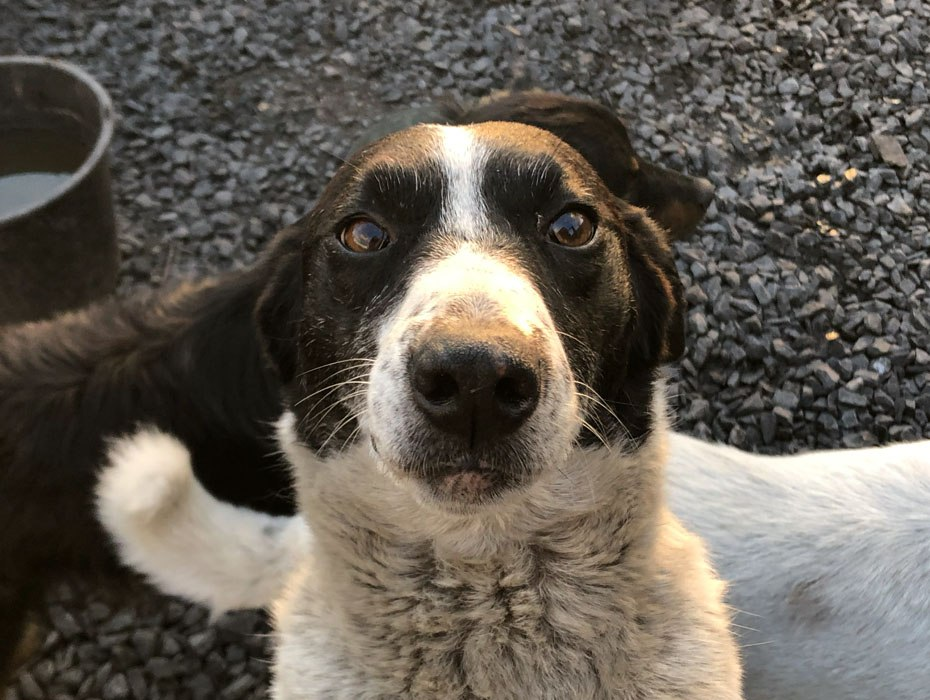 Фото из архива Горловского приюта "Верный друг"