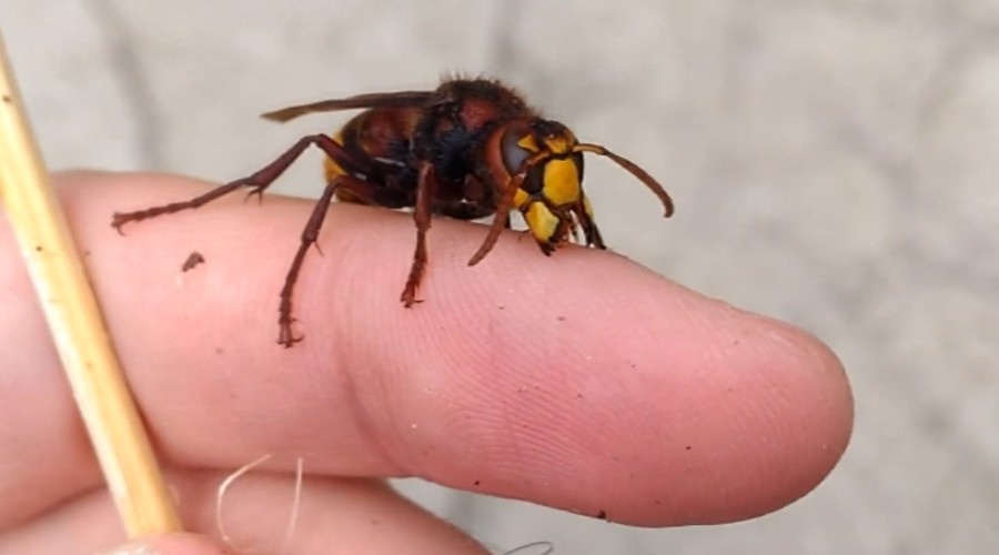 Vespa crabro