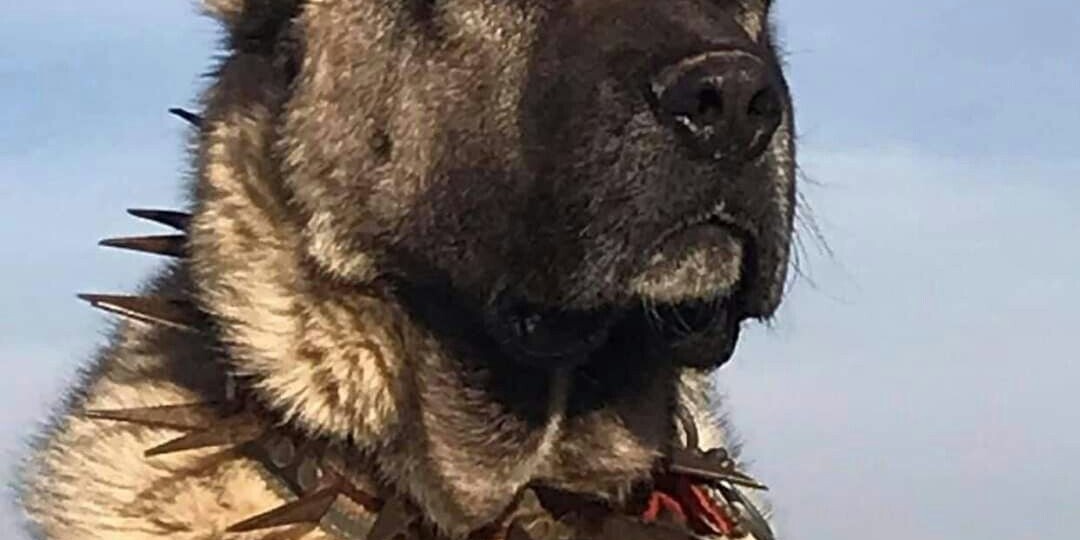 Самая сильная порода собак