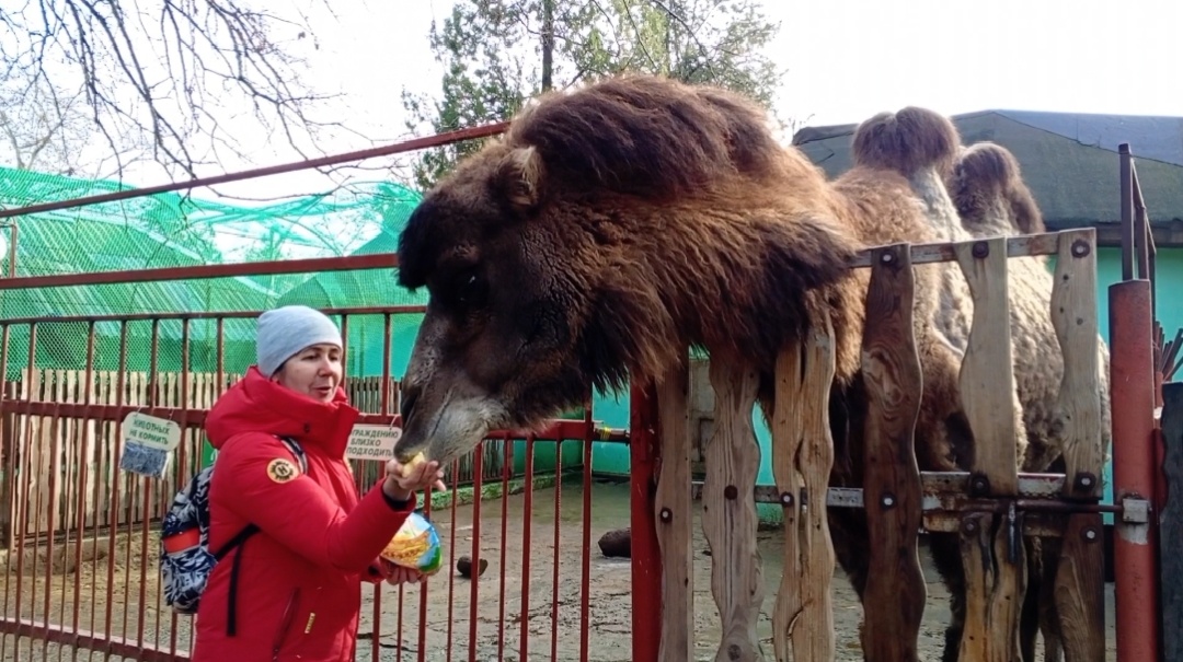 Верблюд Маша