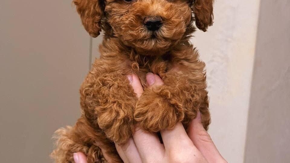 Самые капризные породы собак