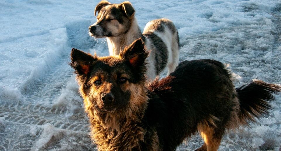    Svetlana Vozmilova/Global Look Press / www.globallookpress.com